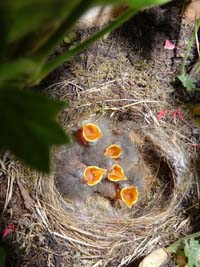 Jungvögel im Nest